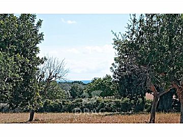 Foto 1 Venta de terrenos en S'HORTA/L'HORTA (FELANITX) (Felanitx), S'Horta